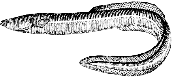 Page Eel Search Terms Bw Coloring Page Eel European Eel