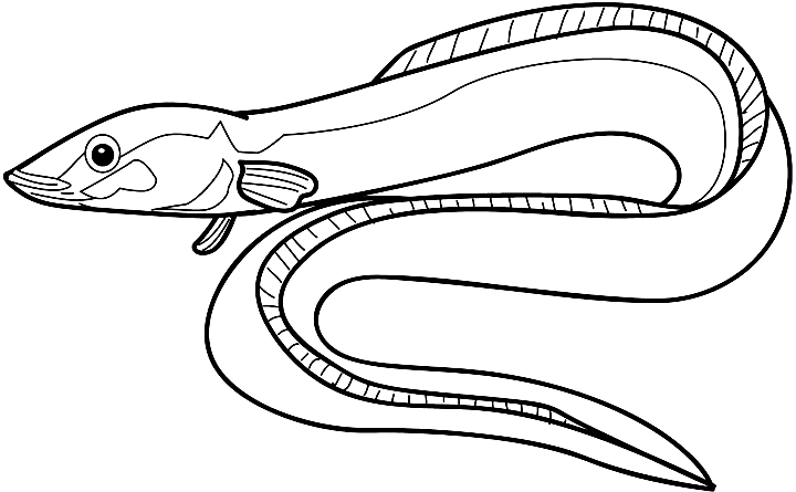 Posted In Eel Sea Animals By Kawarbir Eel Colouring Picture