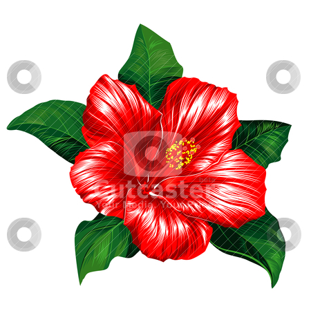 Red Hibiscus Flower On White Background Stock Vector Clipart Red