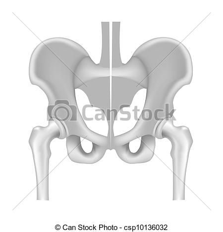 Vector   Hip Bone And Joint Black And White   Stock Illustration