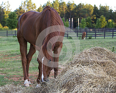 Brown Horse Eating Hay  Stock Image   Image  26053951