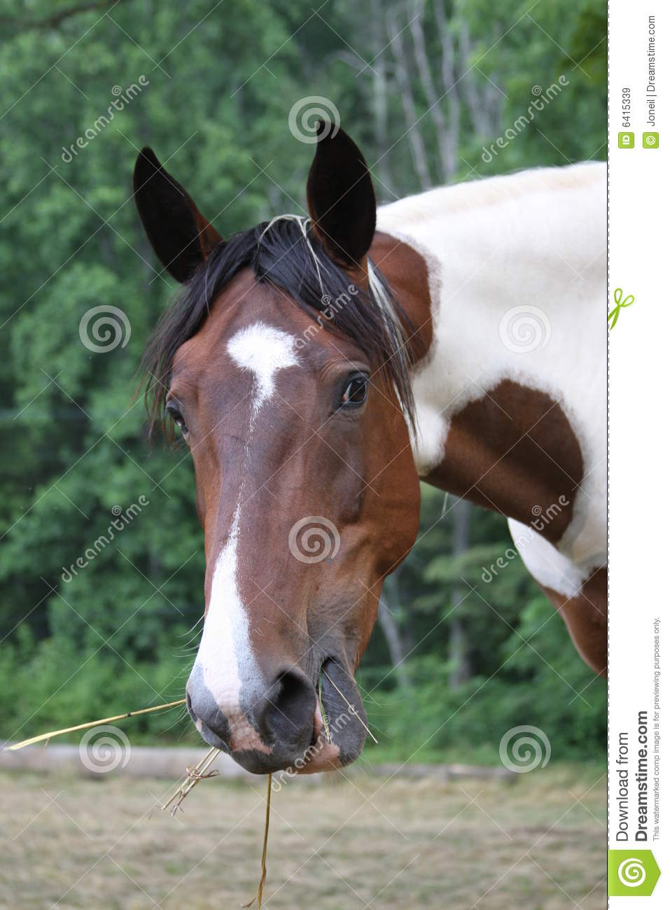 Close Up Portrait Of Brown And White Horse Eating Hay In Countryside 