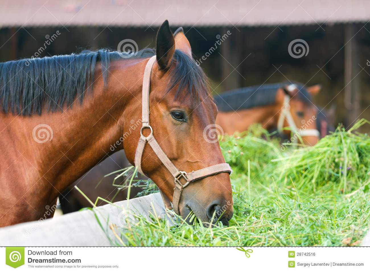 Horse Eating Hay Royalty Free Stock Image   Image  28742516