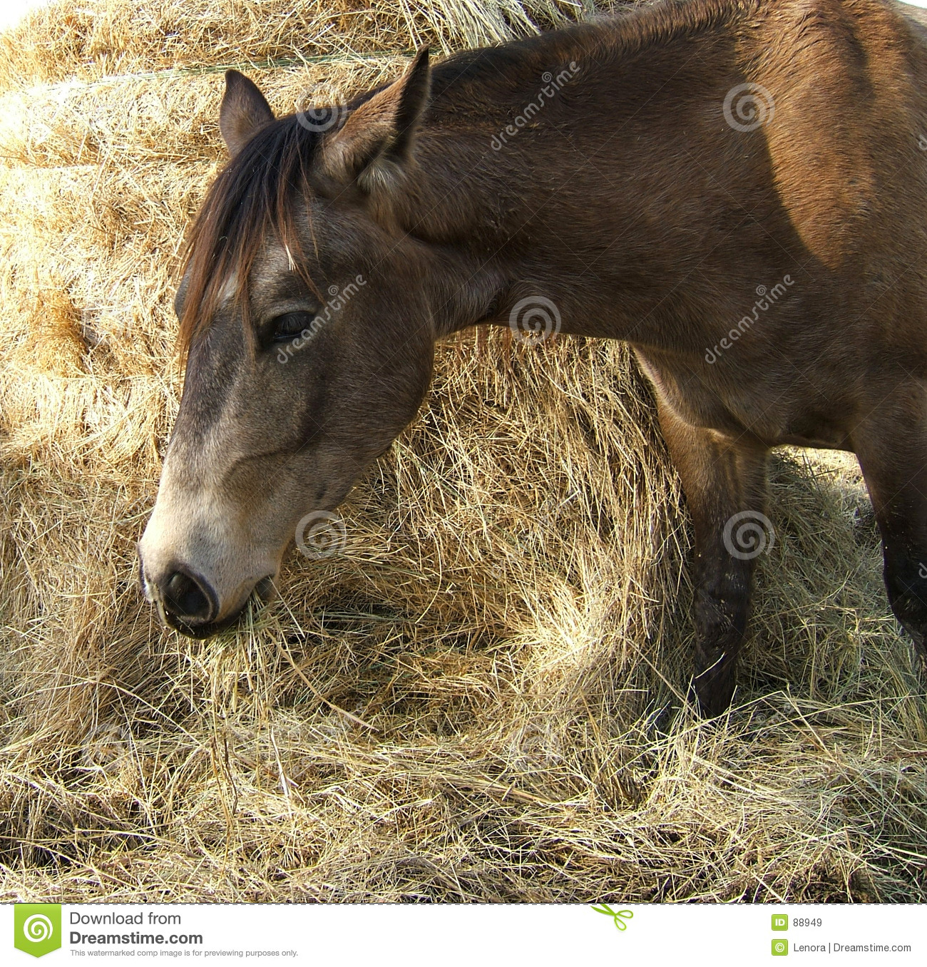Horse Eating Hay Royalty Free Stock Images   Image  88949
