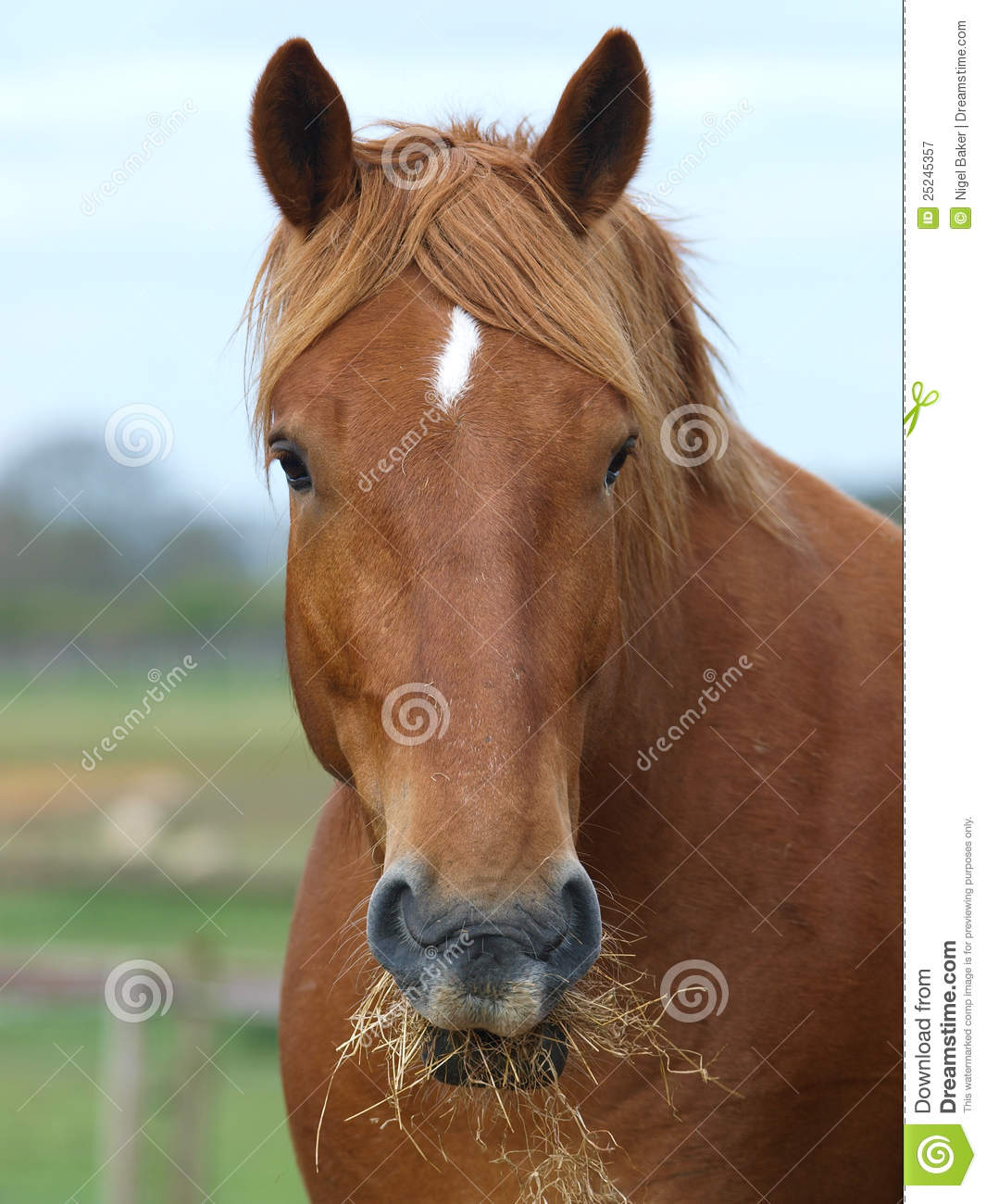 Horse Eating Hay Royalty Free Stock Photography   Image  25245357