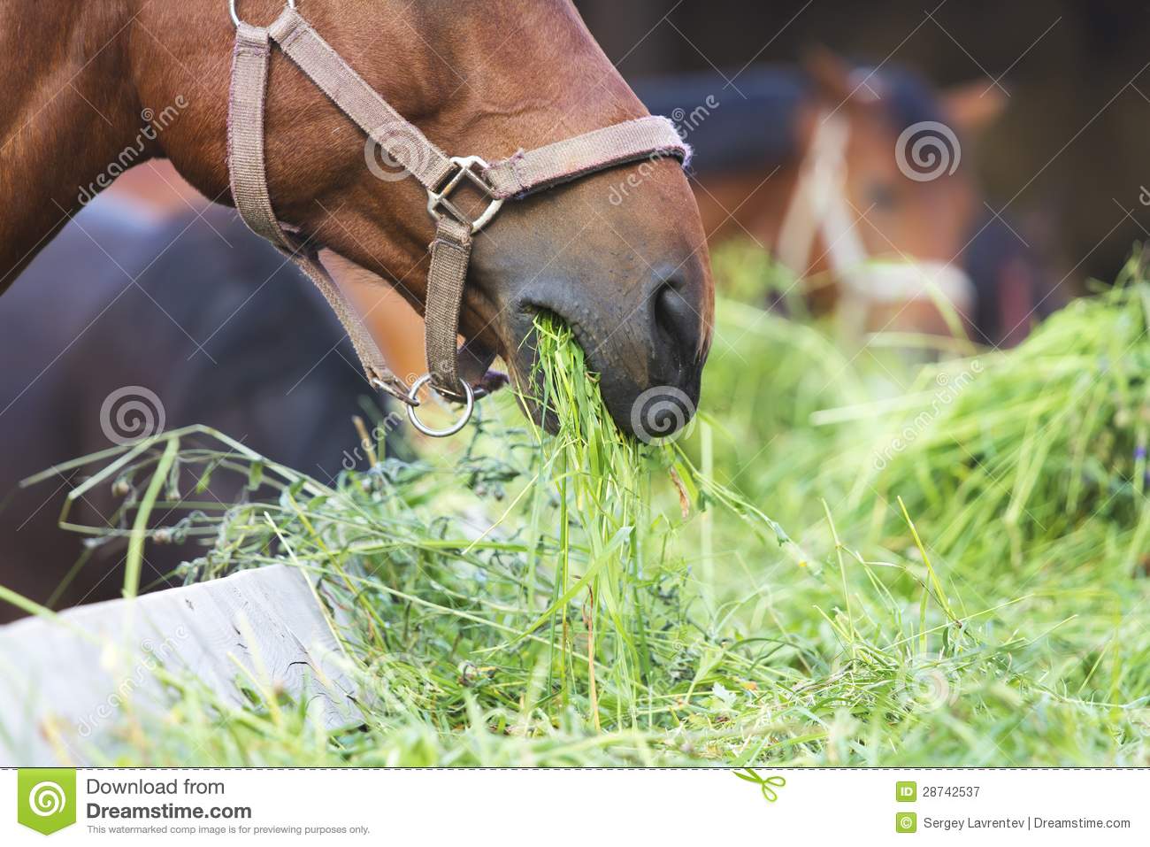 Horse Eating Hay Royalty Free Stock Photography   Image  28742537
