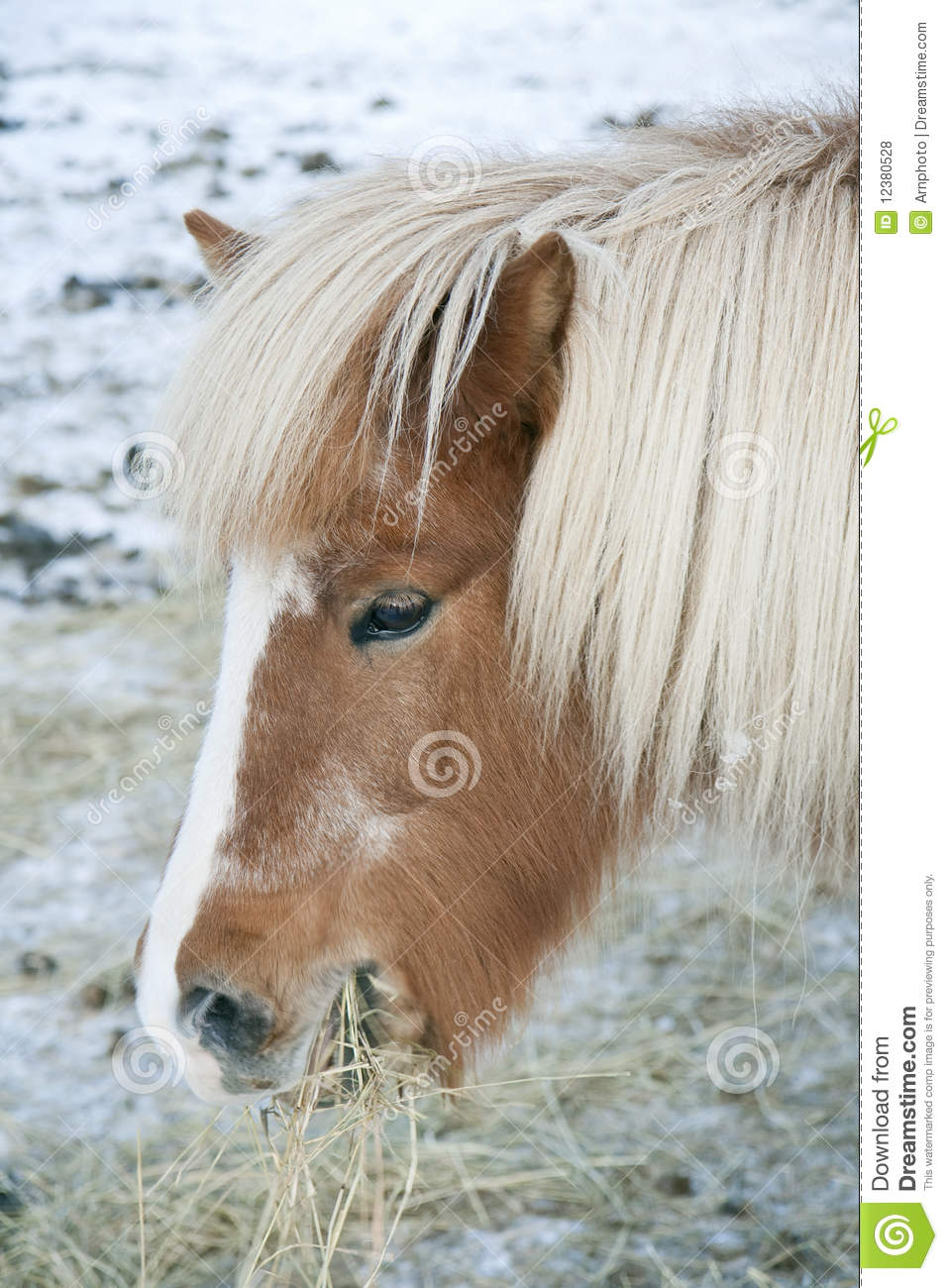 Horse Eating Hay Royalty Free Stock Photos   Image  12380528