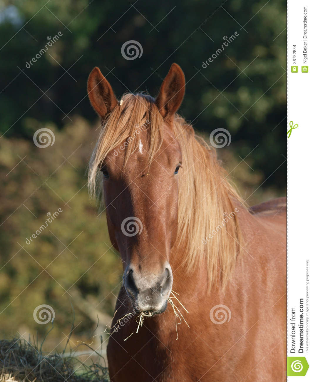 Horse Eating Hay Stock Images   Image  36782834