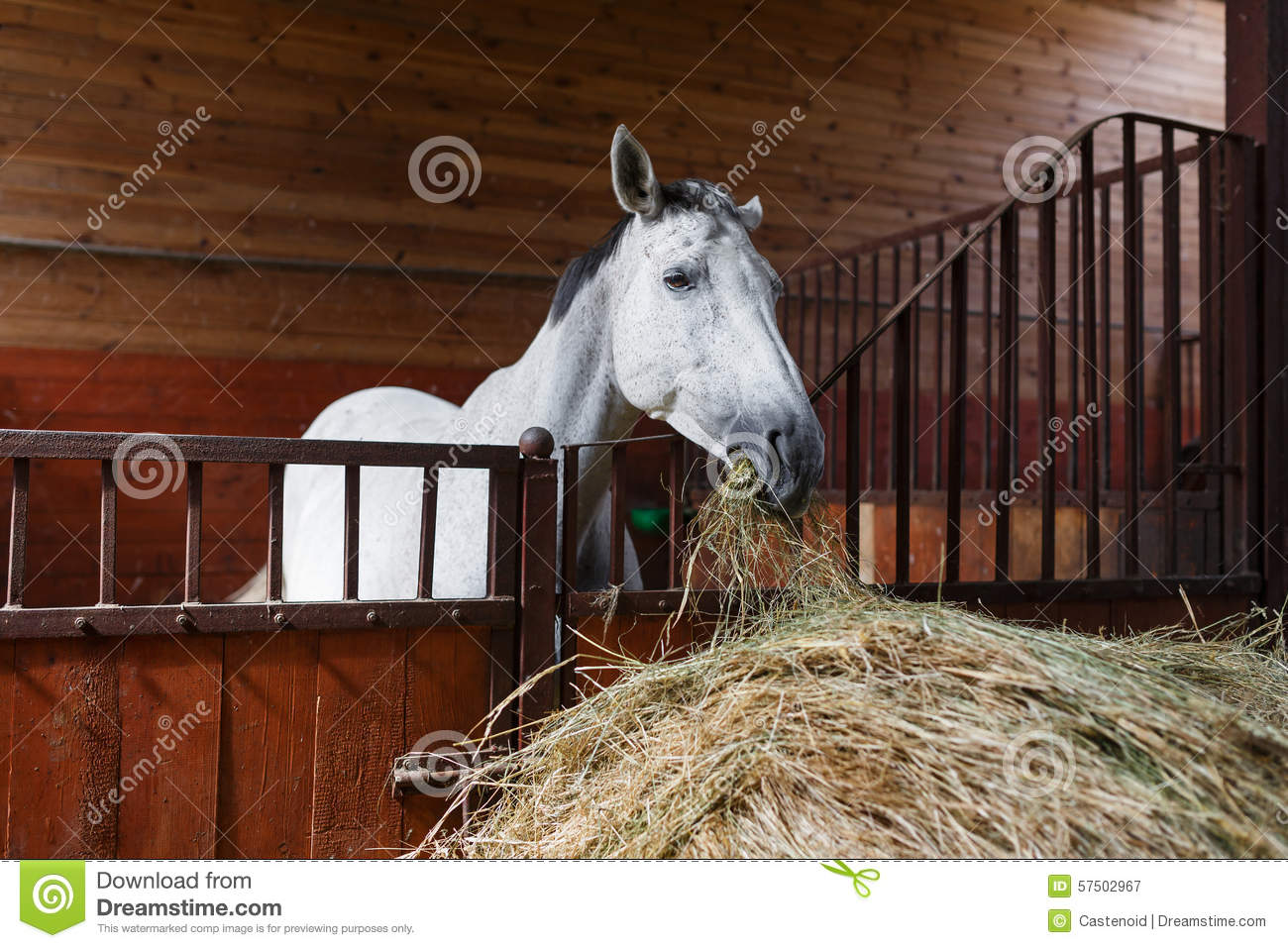 Horse Eating Hay Stock Photo   Image  57502967