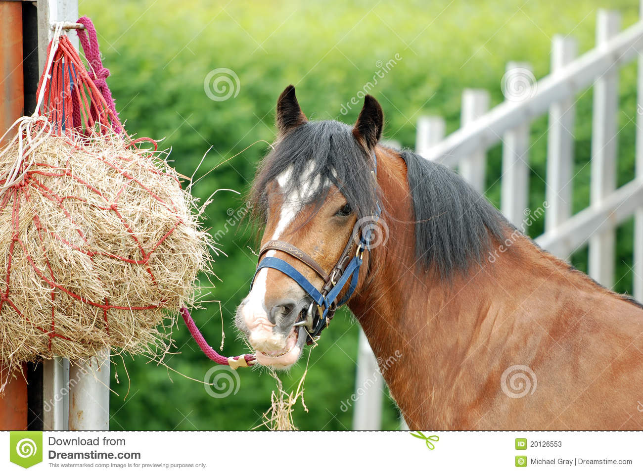 Horse Eating Hay Stock Photos   Image  20126553