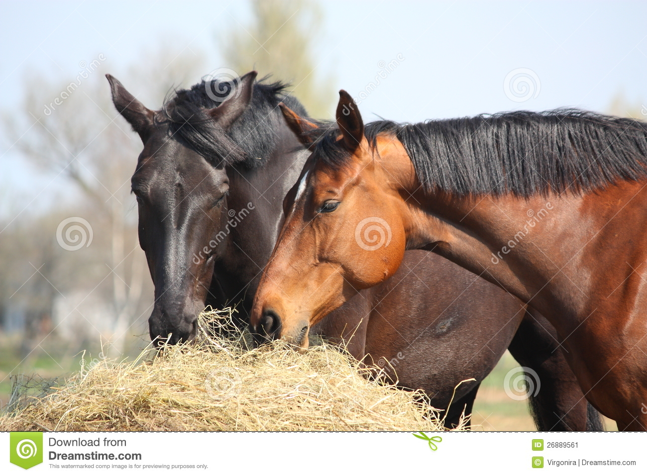Horse Eating Hay Two Horses Eating Hay