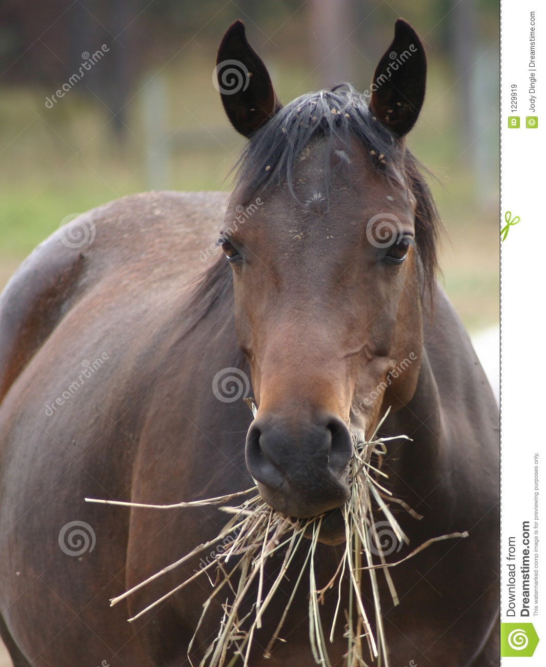 Royalty Free Stock Images  Horse Eating Hay