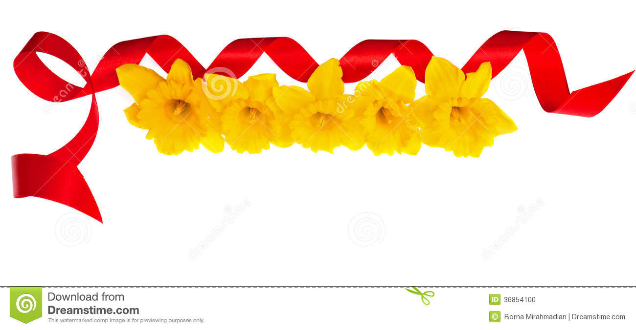 Frame With Yellow Daffodils And Red Ribbon Stock Photo   Image