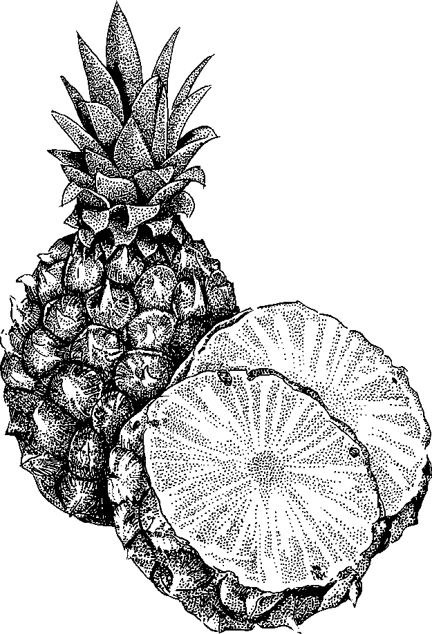     Pineapple Clipart Black And White   Clipart Panda   Free Clipart