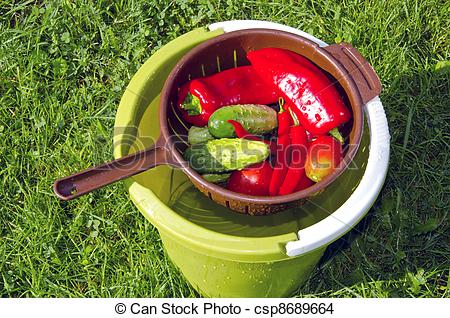 Stock Photo   Colorful Summer Vegetables In The Bucket   Stock Image