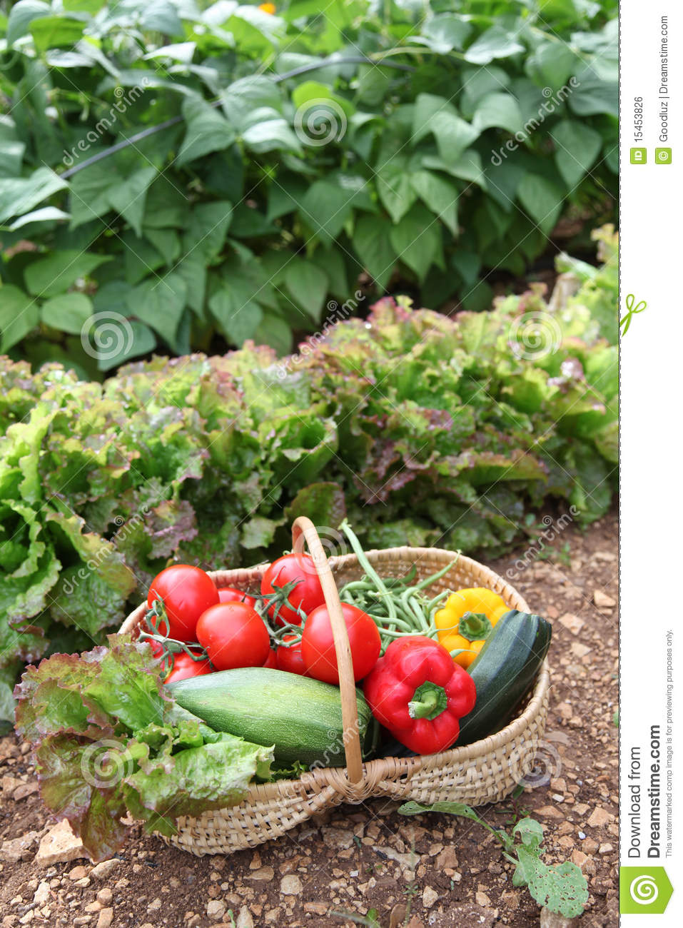 Summer Vegetables Royalty Free Stock Image   Image  15453826