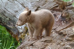 Bear Cub Clip Art Images Bear Cub Stock Photos   Clipart Bear Cub