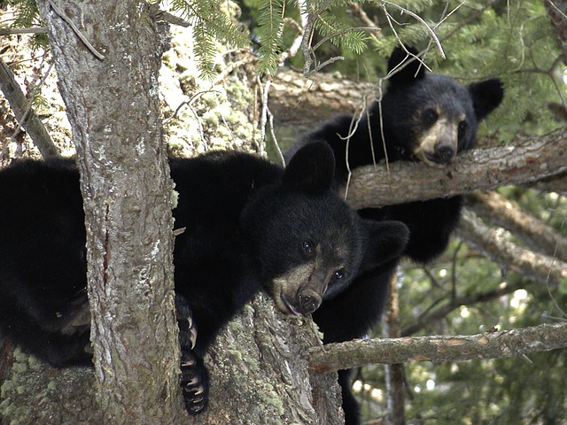 Bear Cubs Animal Black Tree Branch Canada