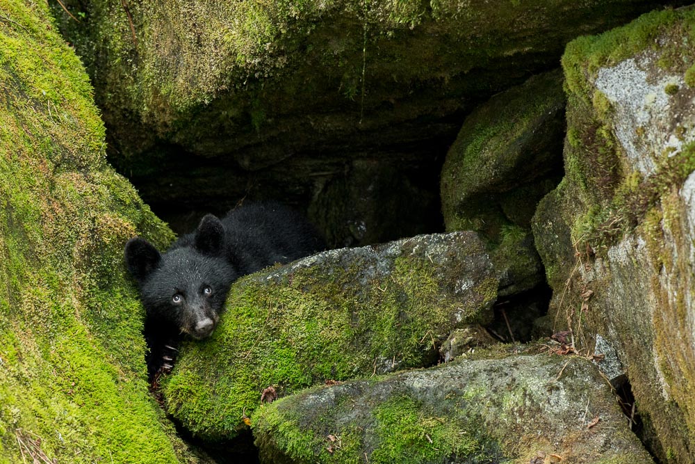 Bear In A Cave A Guide To Alaska Bear Viewing