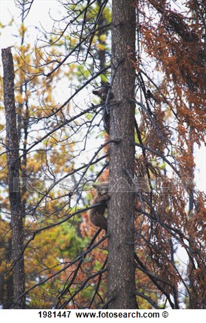 Black Bear Cubs  Ursus Americanus  Climbing Down A Tree  Centreville