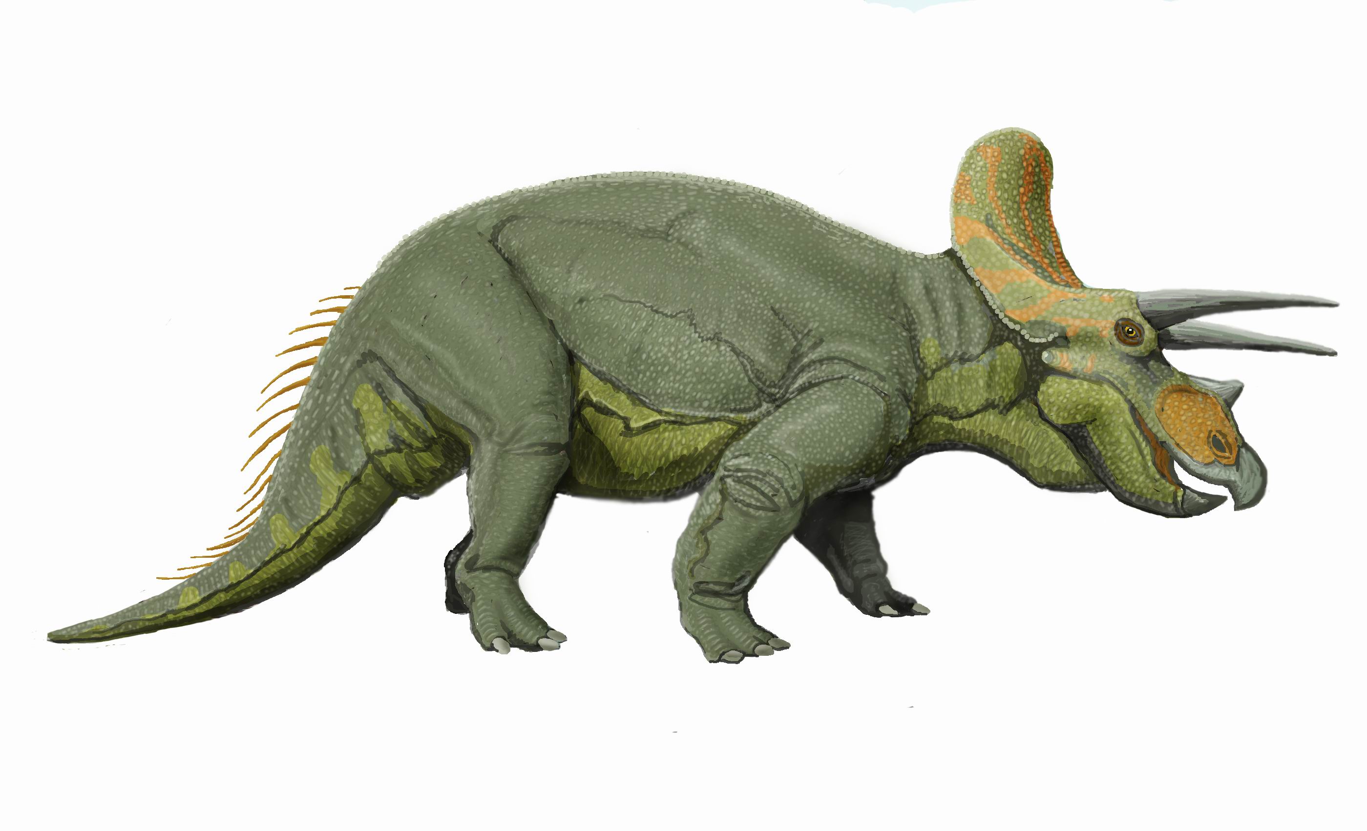 Os Presento Al Triceratops  Clic Para Ampliar