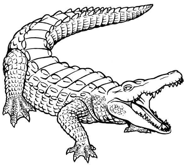 Alligator Outline Colouring Pages  Page 2 