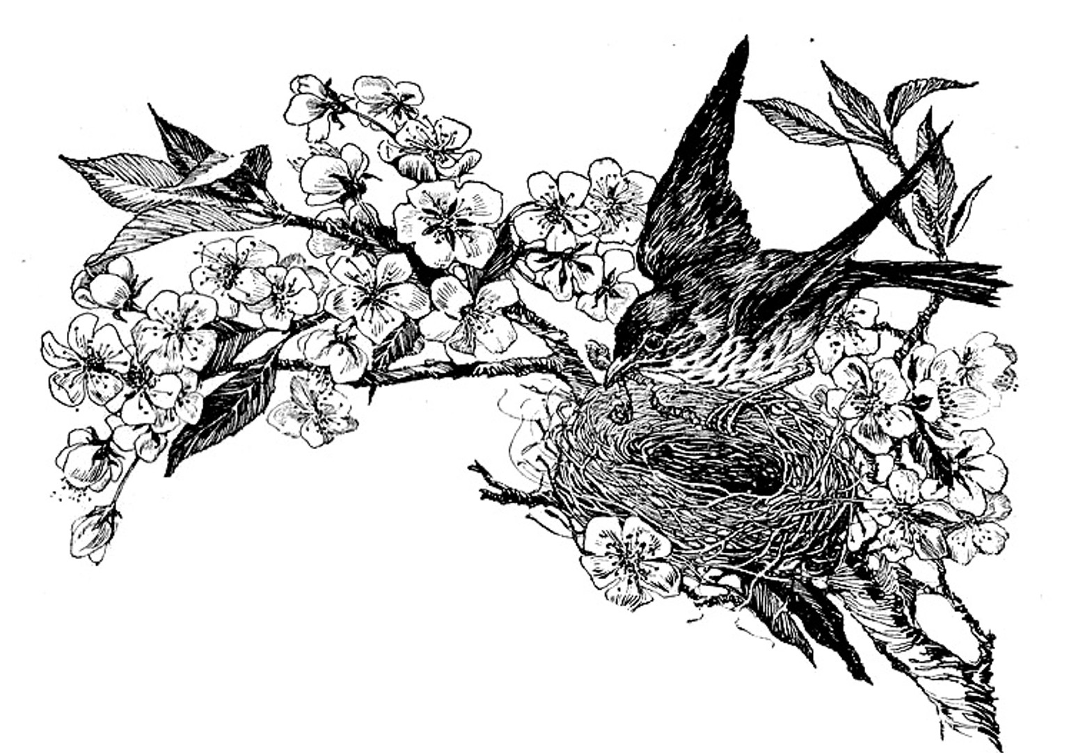 Back   Gallery For   Black And White Bird Clip Art