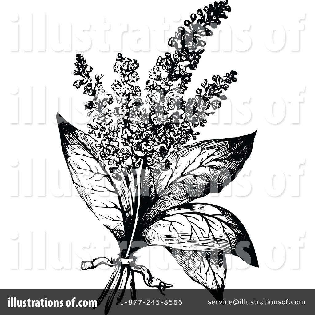 Botanical Clipart  1113826 By Prawny Vintage   Royalty Free  Rf  Stock    
