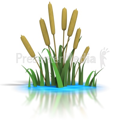 Cattails In Pond   Wildlife And Nature   Great Clipart For    