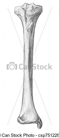 Clipart Of Human Anatomy   Bone Of The Leg   A Sketch Of Human Anatomy    