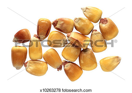 Corn Seeds View Large Photo Image