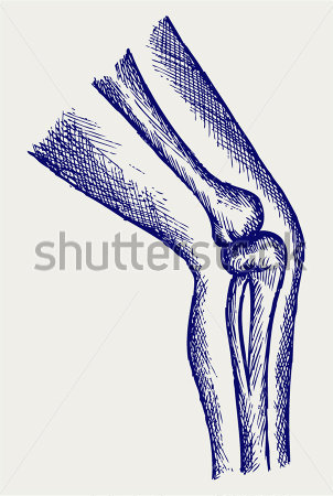 File Browse   Healthcare   Medical   Human Leg Bones  Doodle Style