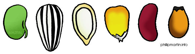 Free Food Clip Art By Phillip Martin Seed Pods