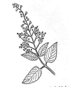 Free Herbs Pictures   Illustrations   Herbs Clip Art And Graphics