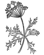 Free Herbs Pictures   Illustrations   Herbs Clip Art And Graphics