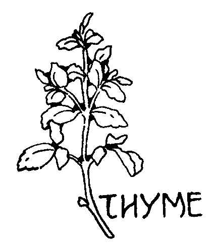 Go Back   Gallery For   Thyme Drawing