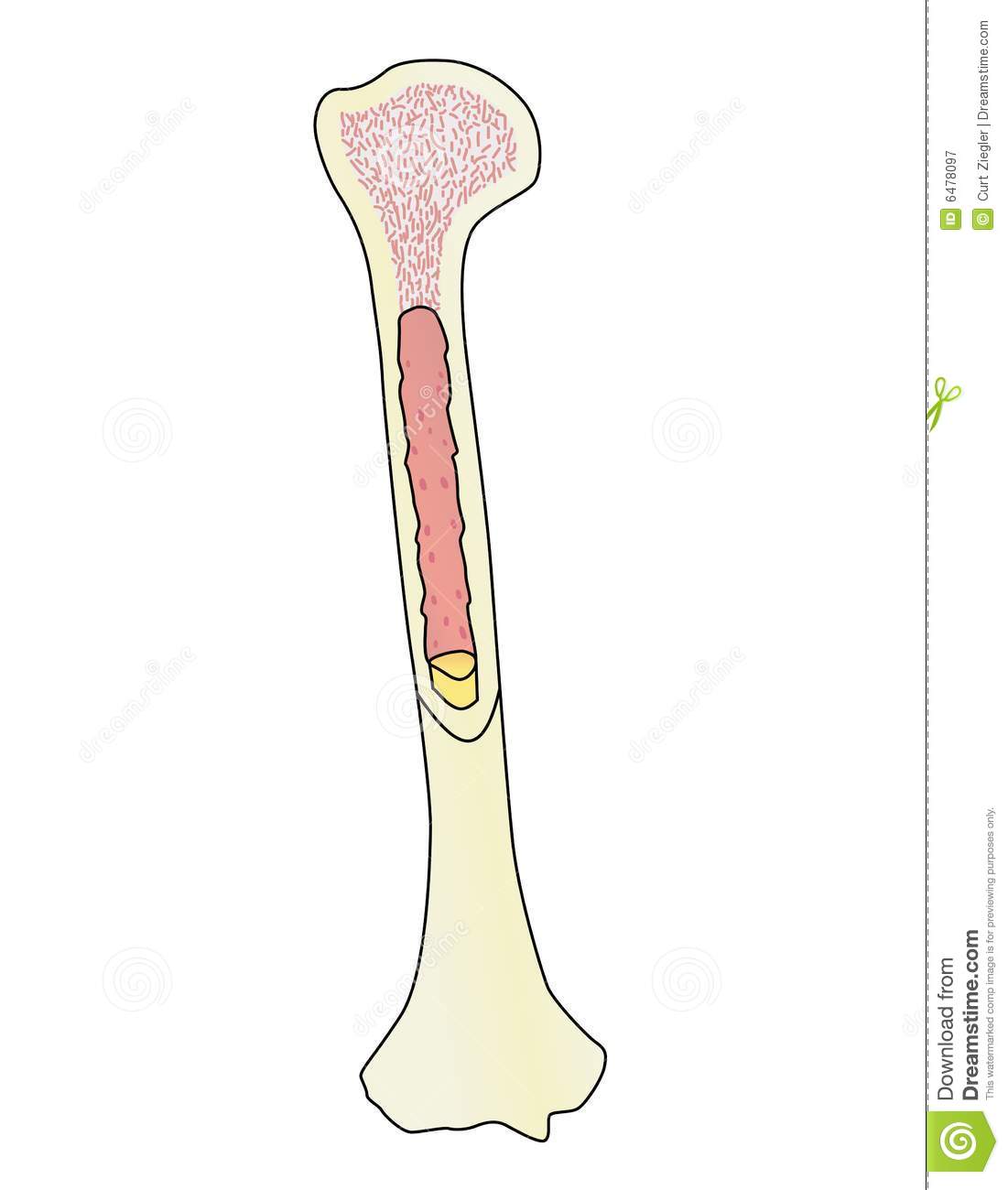 Human Bone Clipart Human Bone Illustration