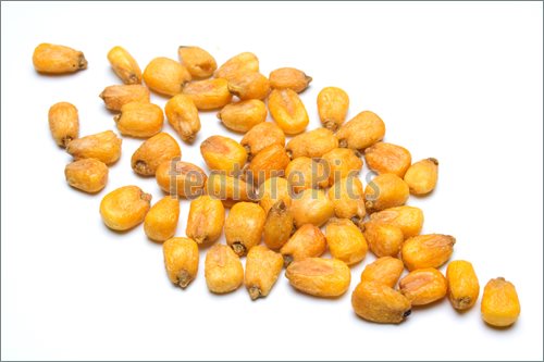 Picture Of Fried Corn    Fried Corn Seed Isolated On White Background