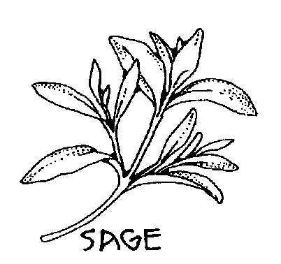 Sage Bw   Http   Www Wpclipart Com Plants Herbs Sage Bw Png Html