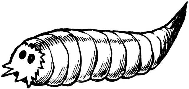 Seed Corn Maggot