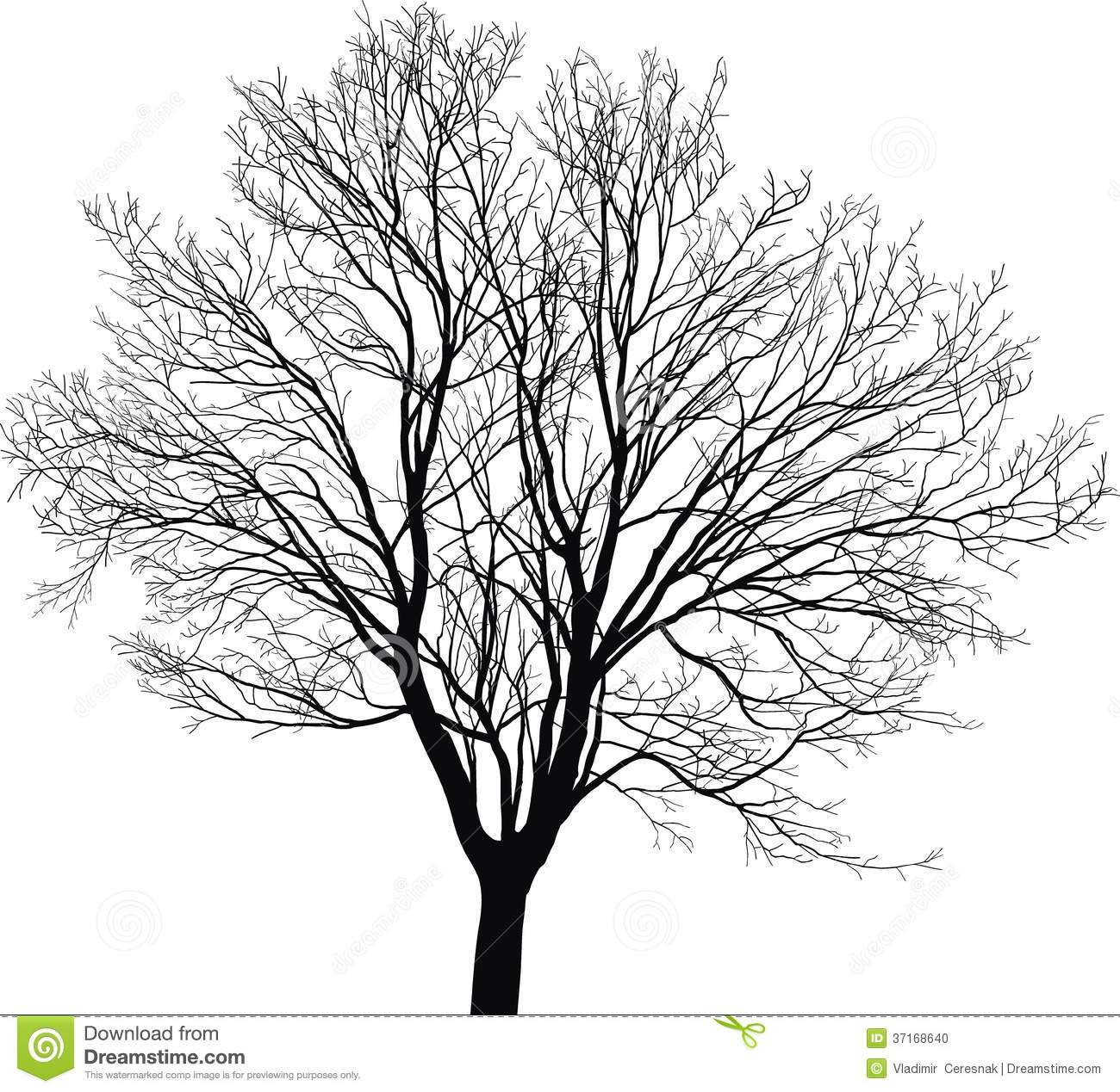 Silhouette Maple Tree Black Drawings On A White Background
