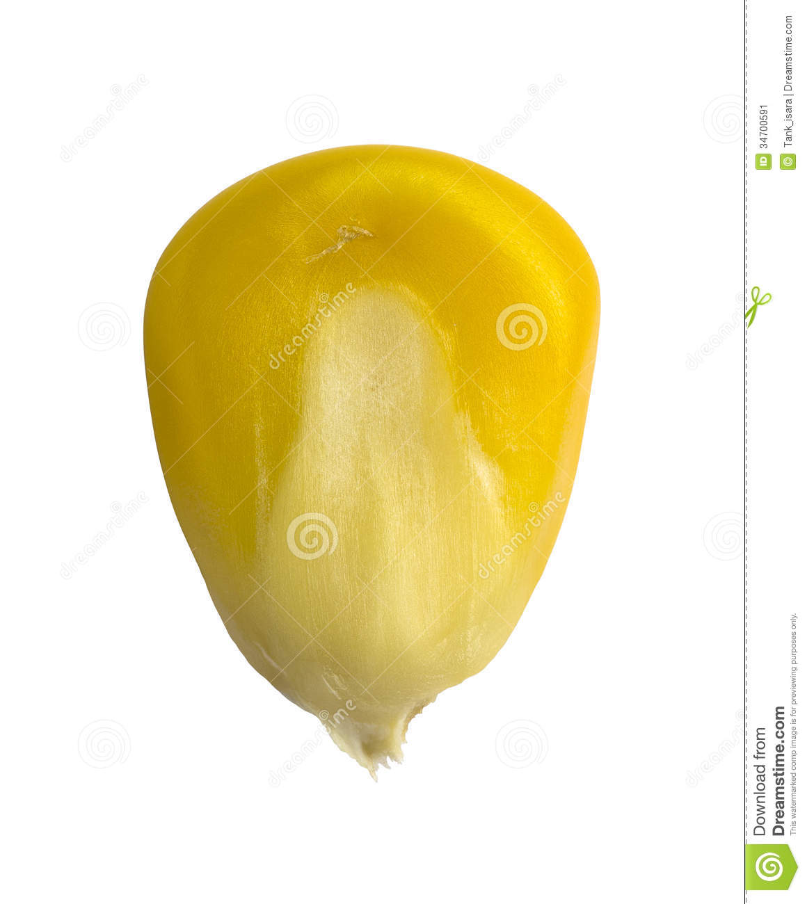 Yellow Corn Seed  Realistic Photo Image   Macro Stock Image   Image    