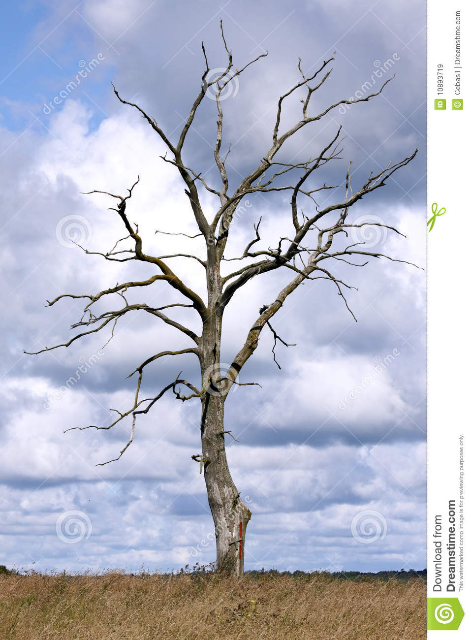 Dead Tree Royalty Free Stock Images   Image  10893719