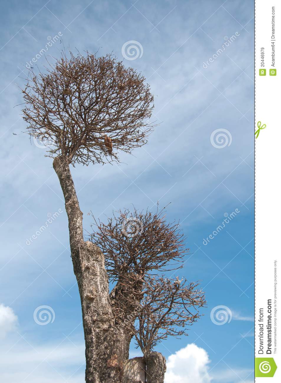 Dead Tree Royalty Free Stock Images   Image  20446979