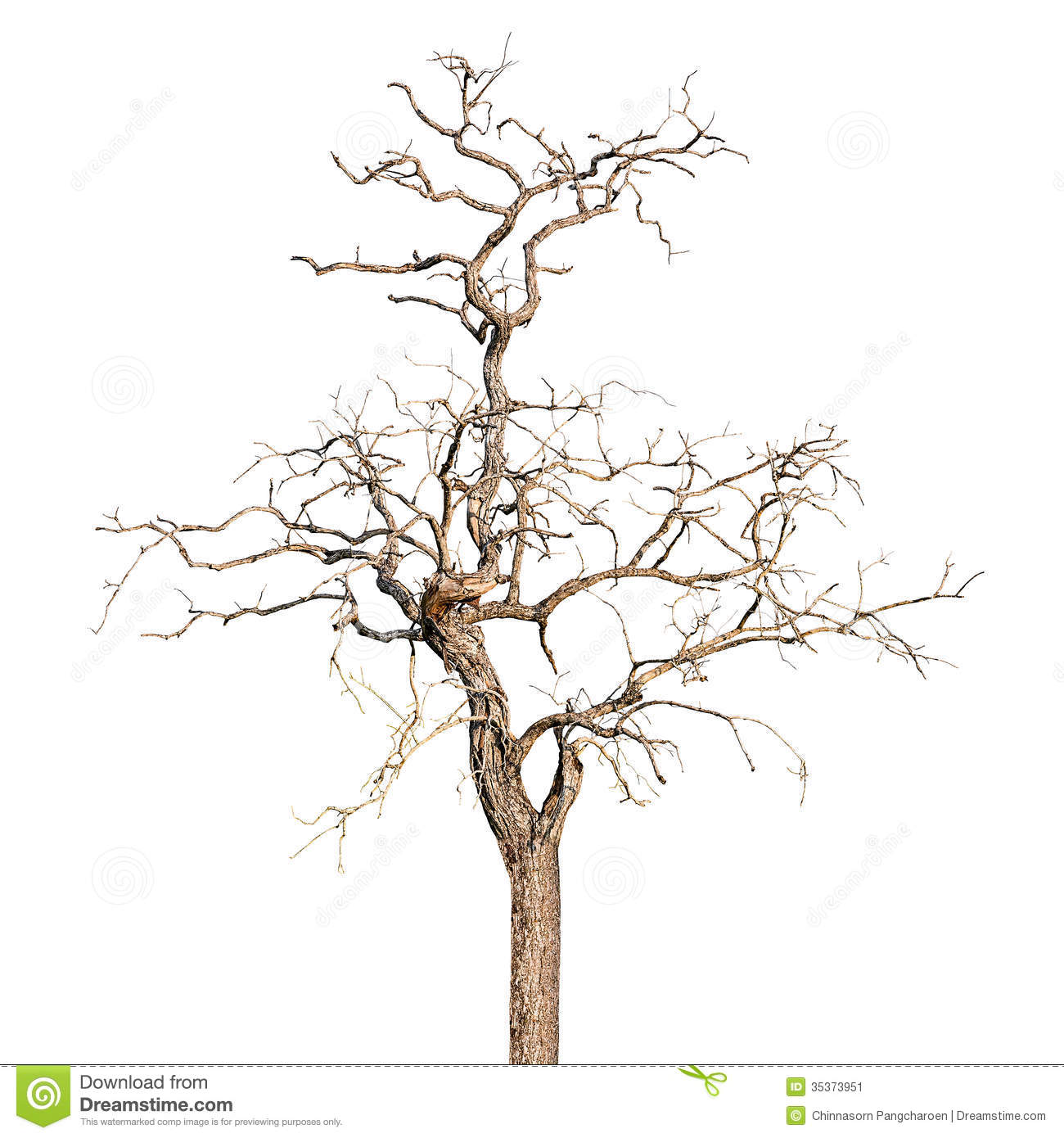 Dead Tree Stock Image   Image  35373951
