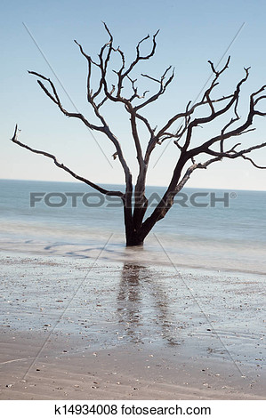 Love Oak Tree Dead In The Surf Of Edisto Island Sc  Could Not Bloom