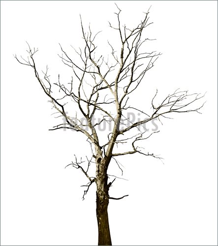 Photo Of Lost A Large Dried Tree Oak Isolated On White Background