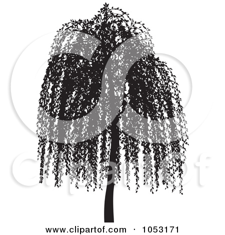 Rf  Weeping Willow Tree Clipart Illustrations Vector Graphics  1