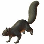 Running Squirrel Silhouette   Clipart Panda   Free Clipart Images