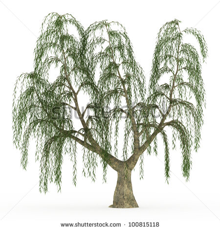 Weeping Willow Tree Silhouette Clip Art 3d Render Weeping Willow